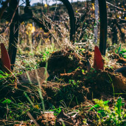 outil agricole qui laboure